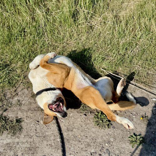 Anna, a Adoptable mixed breed in Dillon, MT image 2/5