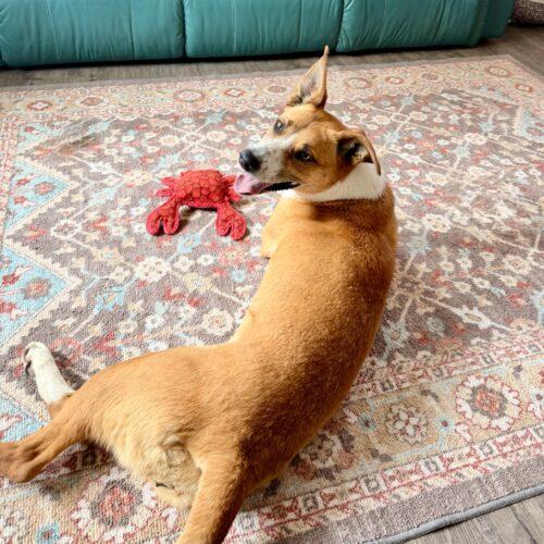 Anna, a Adoptable mixed breed in Dillon, MT image 3/3