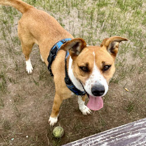 Anna, a Adoptable mixed breed in Dillon, MT image 3/5