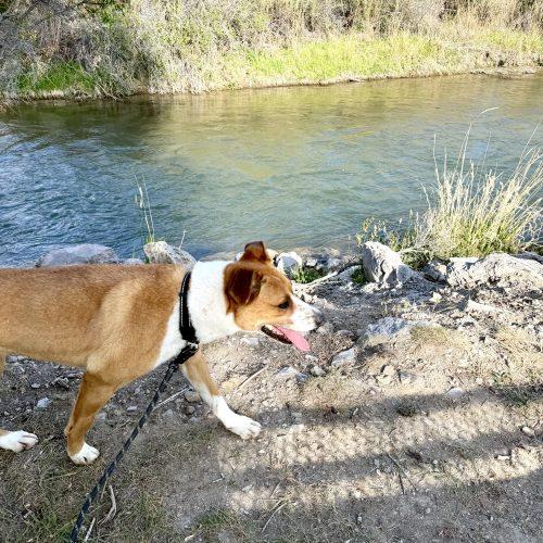 Anna, a Adoptable mixed breed in Dillon, MT image 4/5