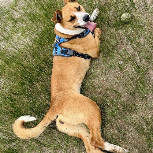 Anna, a Adoptable mixed breed in Dillon, MT image 5/5