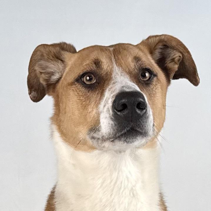 Anna, a Adoptable mixed breed in Dillon, MT image 1/3