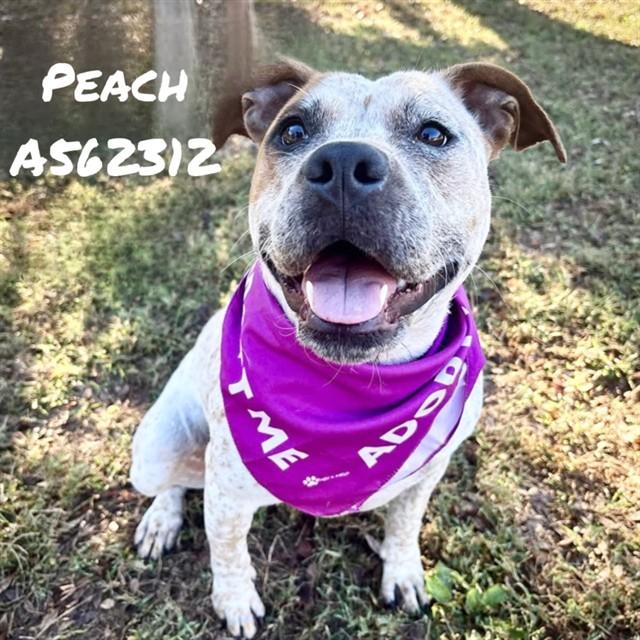 PEACH, Adoptable, Adult Female Pit Bull Terrier & Australian Cattle Dog / Blue Heeler.