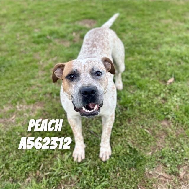 Enlarge PEACH, a Adoptable mixed breed in Huntsville, AL image 1/1