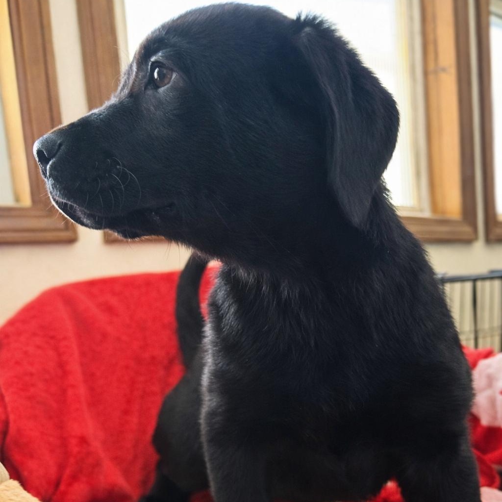 Ares, an adopted mixed breed in Jay, NY image 2/6