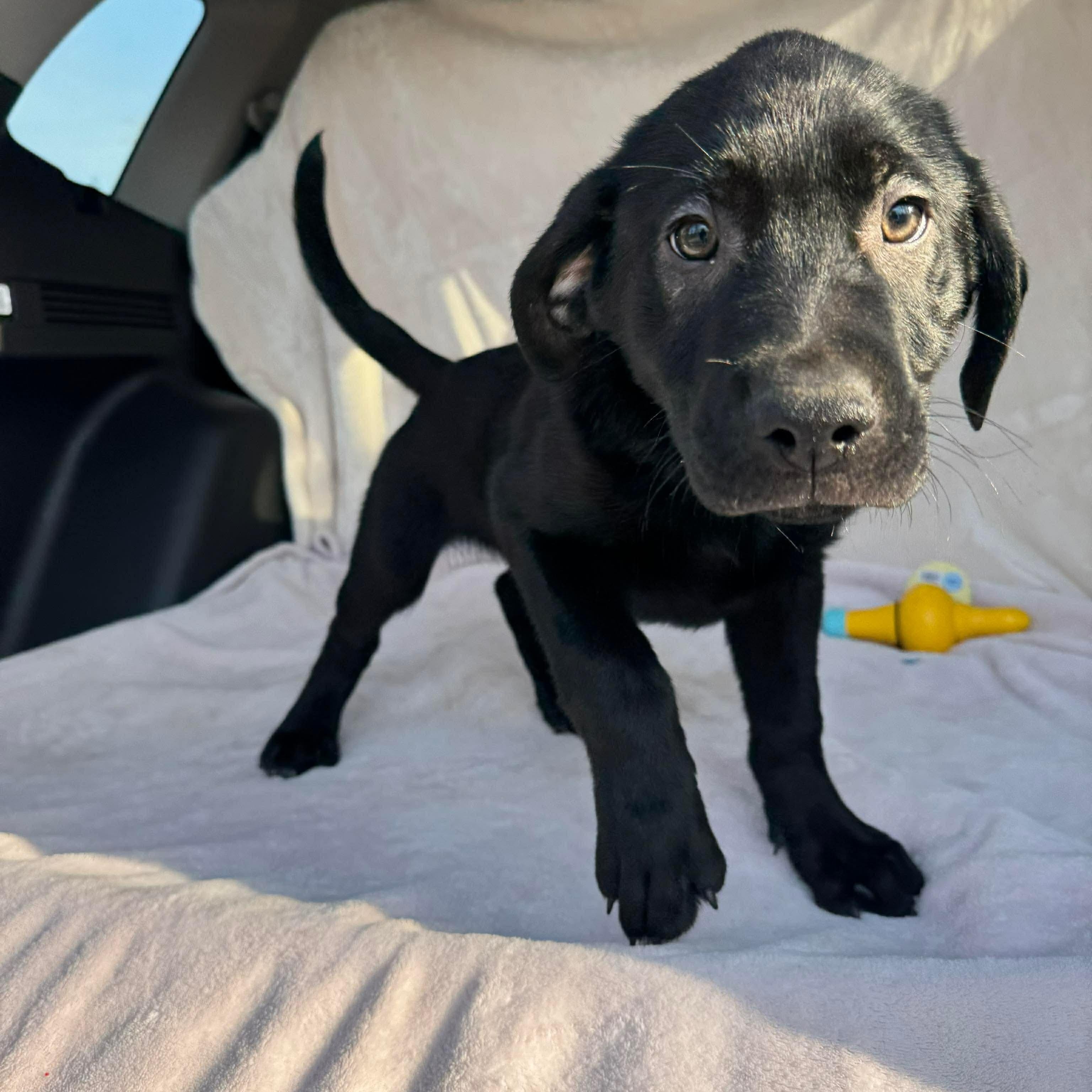 Ares, an adopted mixed breed in Jay, NY image 4/6