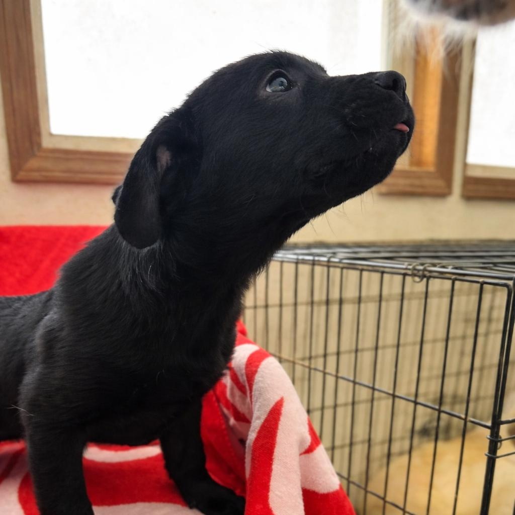 Ares, an adopted mixed breed in Jay, NY image 1/6