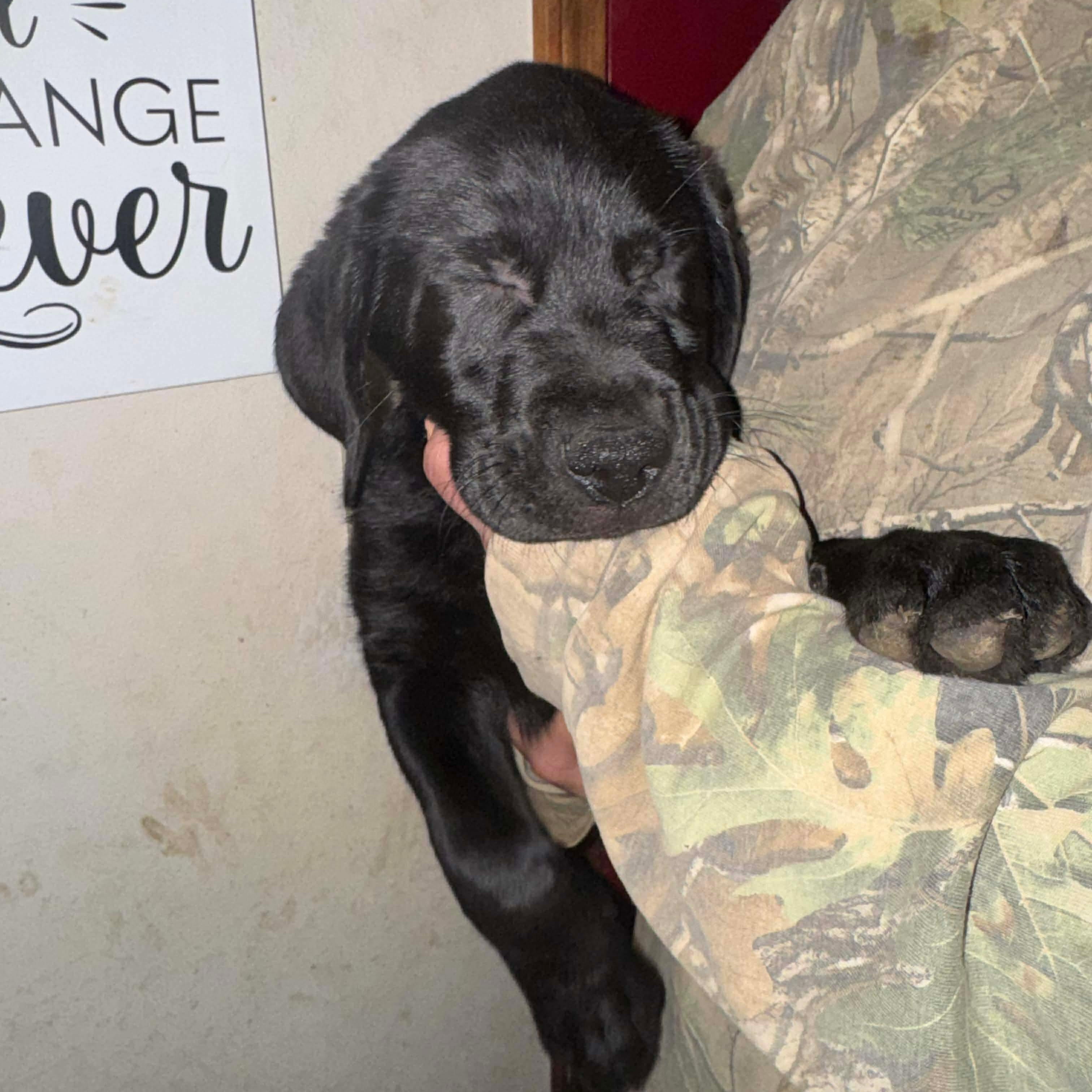 Ares, an adopted mixed breed in Jay, NY image 6/6