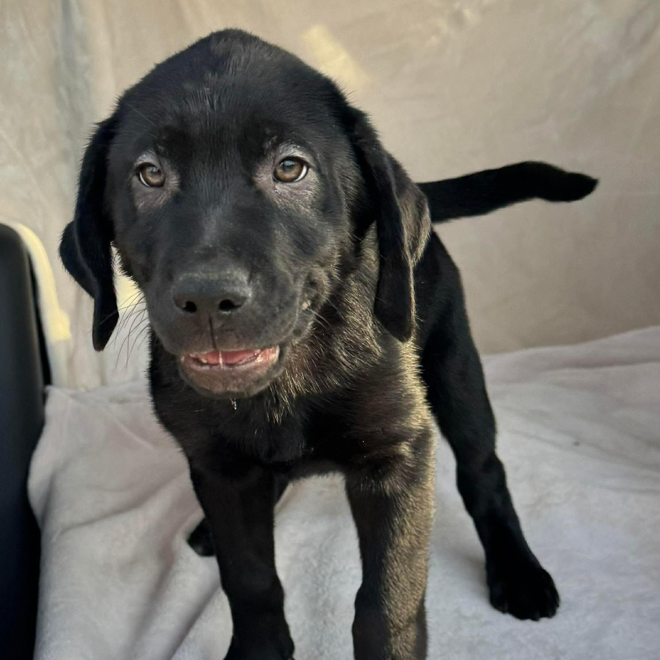 Ares, an adopted mixed breed in Jay, NY image 5/6