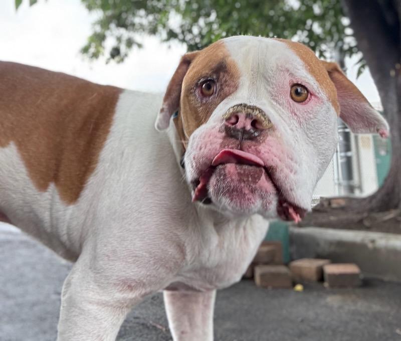 Enlarge Winston, an adopted American Staffordshire Terrier in Palmdale, CA image 1/3