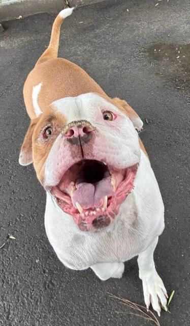 Enlarge Winston, an adopted American Staffordshire Terrier in Palmdale, CA image 2/3