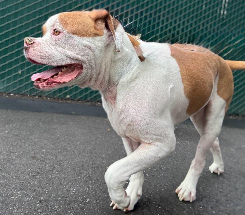 Enlarge Winston, an adopted American Staffordshire Terrier in Palmdale, CA image 3/3