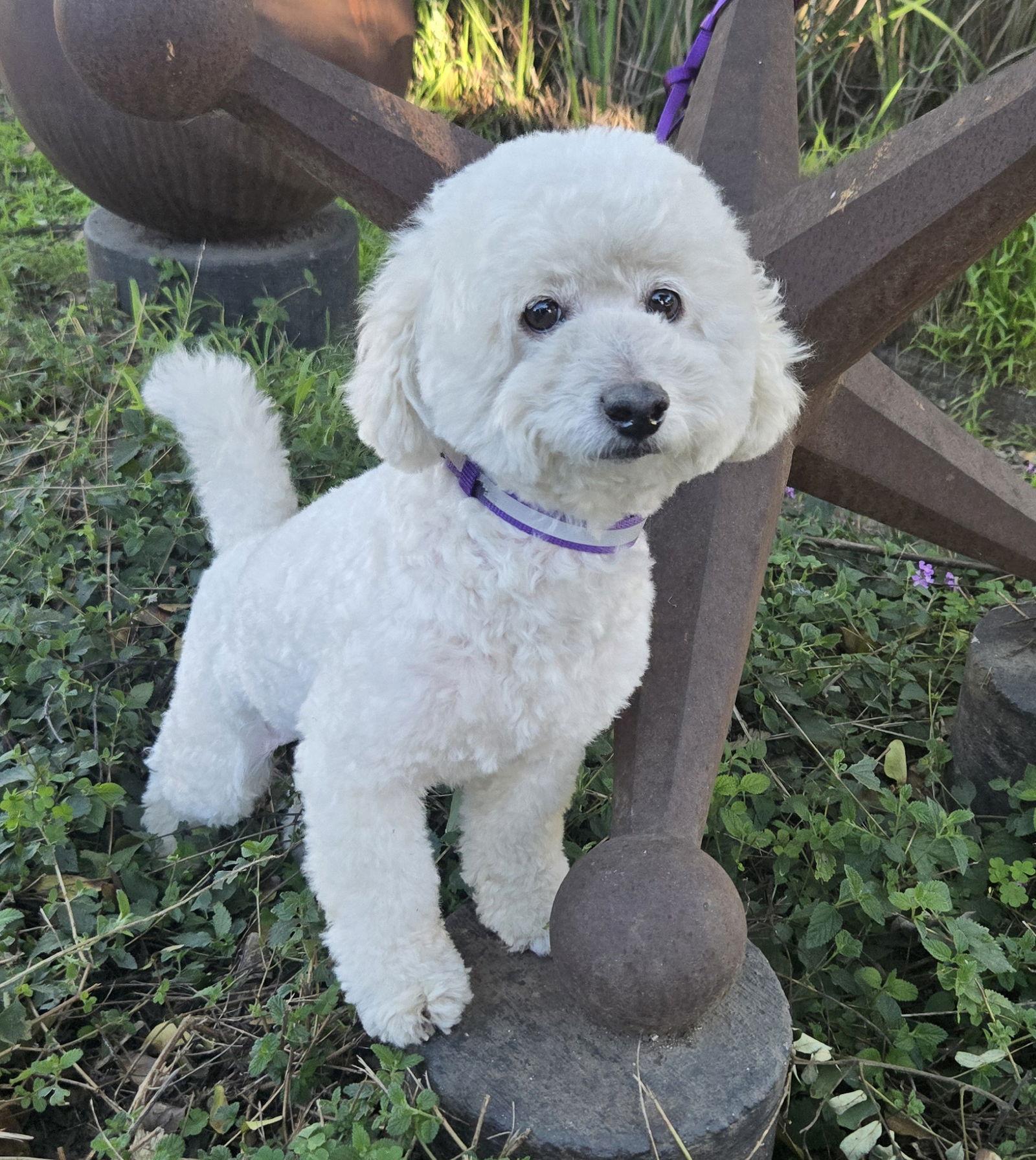 Dixon, Adopted, Adult Male Bichon Frise & Poodle.