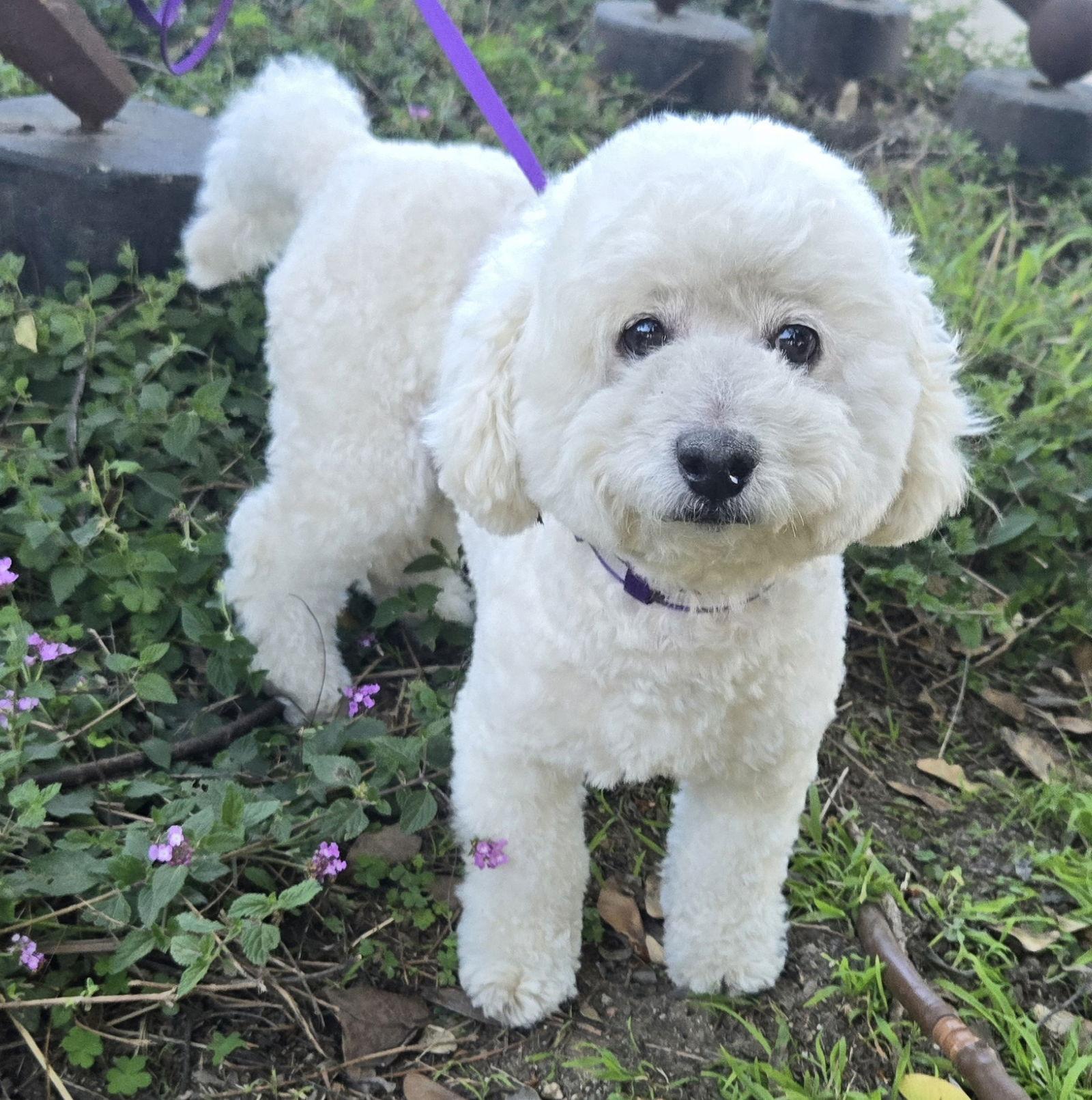 Enlarge Dixon, a Adopted mixed breed in Los Angeles, CA image 3/3