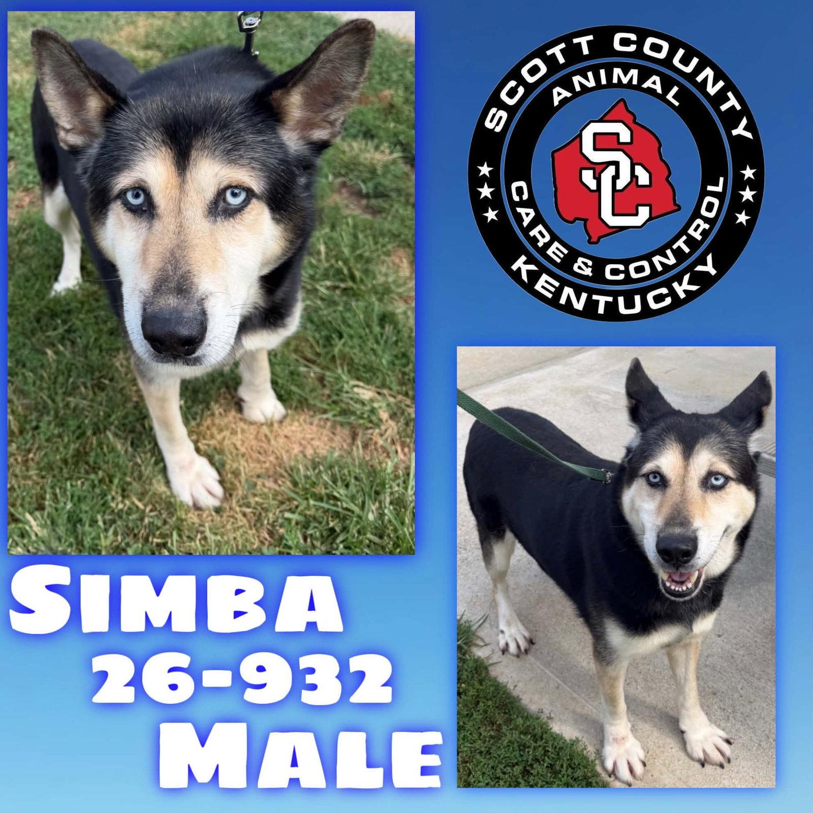 Simba, Adoptable, Adult Male Siberian Husky & German Shepherd Dog.