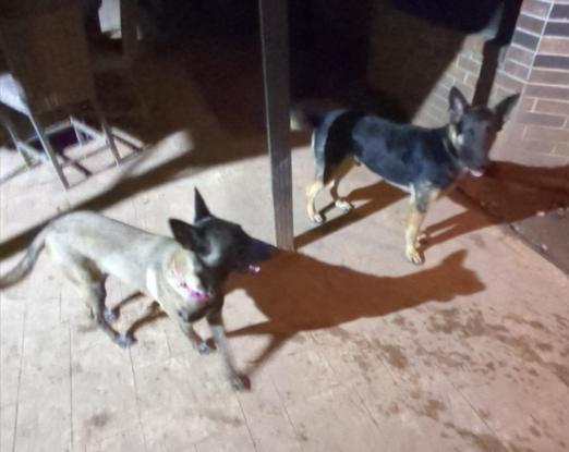 Diana, Adoptable, Young Female Belgian Shepherd / Malinois.