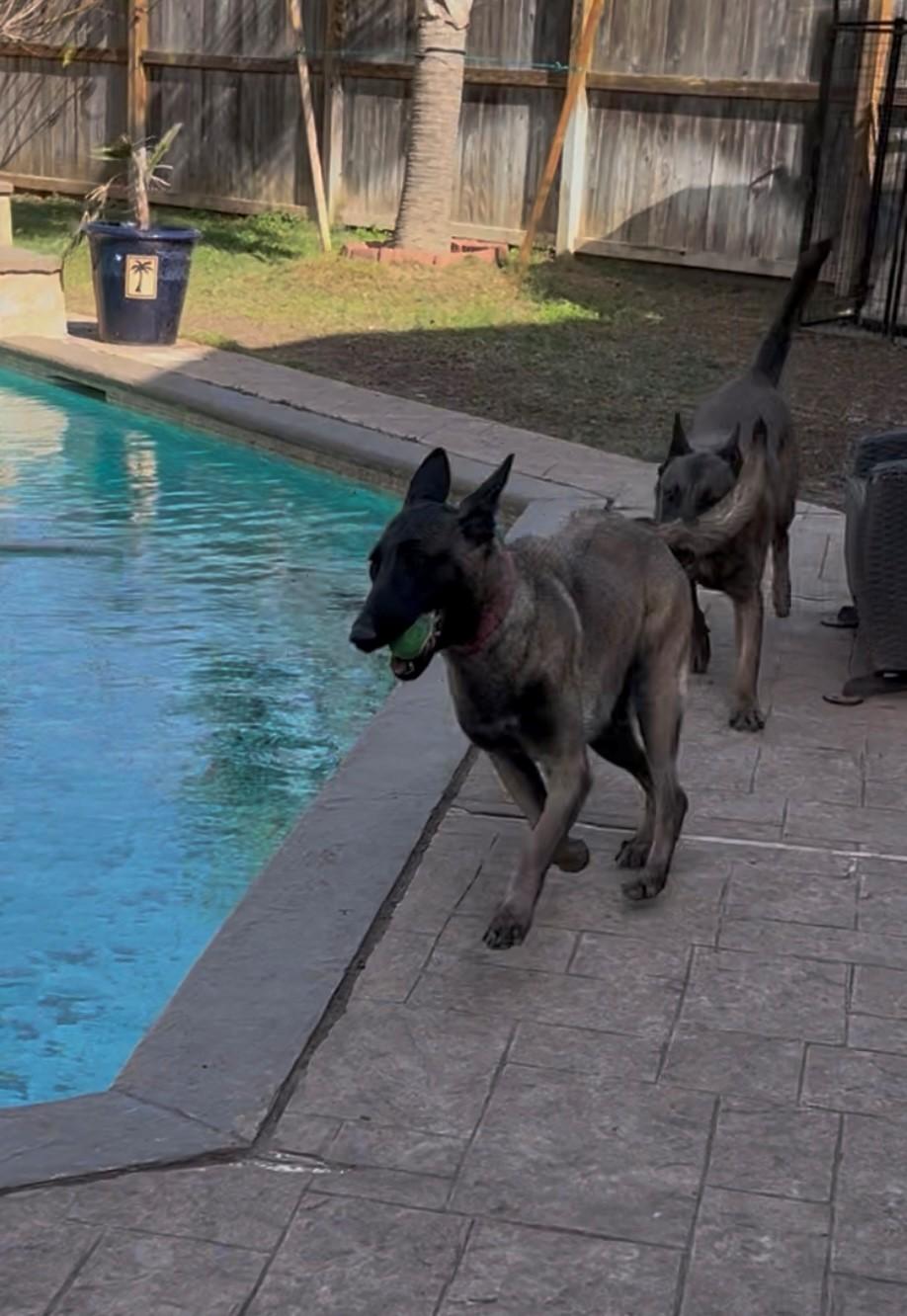 Diana, a Adoptable Belgian Shepherd / Malinois in Houston , TX image 2/6