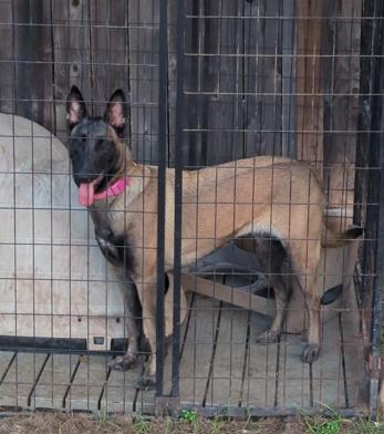 Diana, a Adoptable Belgian Shepherd / Malinois in Houston , TX image 3/6