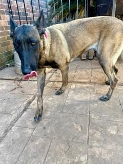 Diana, a Adoptable Belgian Shepherd / Malinois in Houston , TX image 4/6
