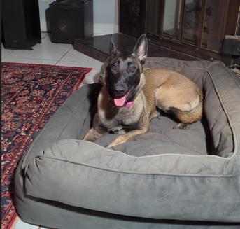 Diana, a Adoptable Belgian Shepherd / Malinois in Houston , TX image 5/6