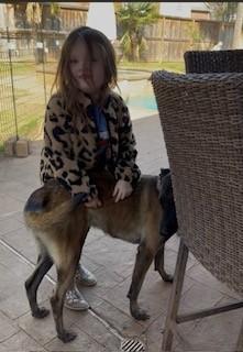 Diana, a Adoptable Belgian Shepherd / Malinois in Houston , TX image 6/6