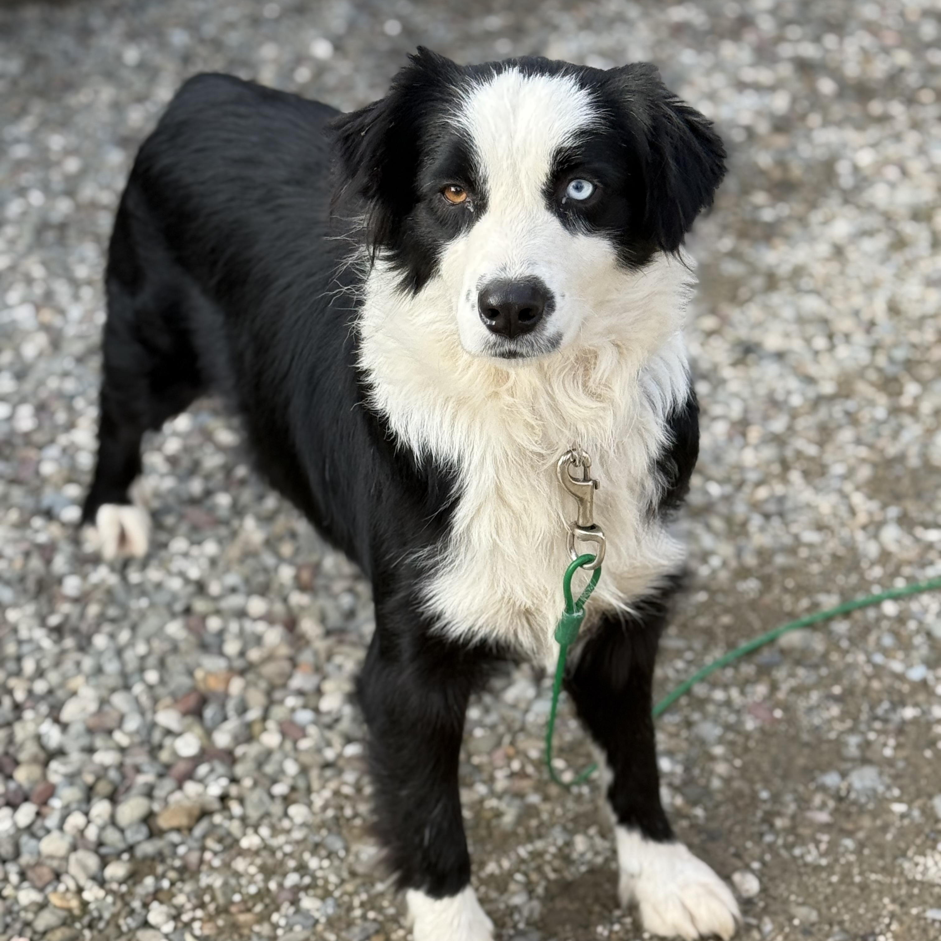 Enlarge Calypso, an adoptable mixed breed in modesto, CA image 1/6
