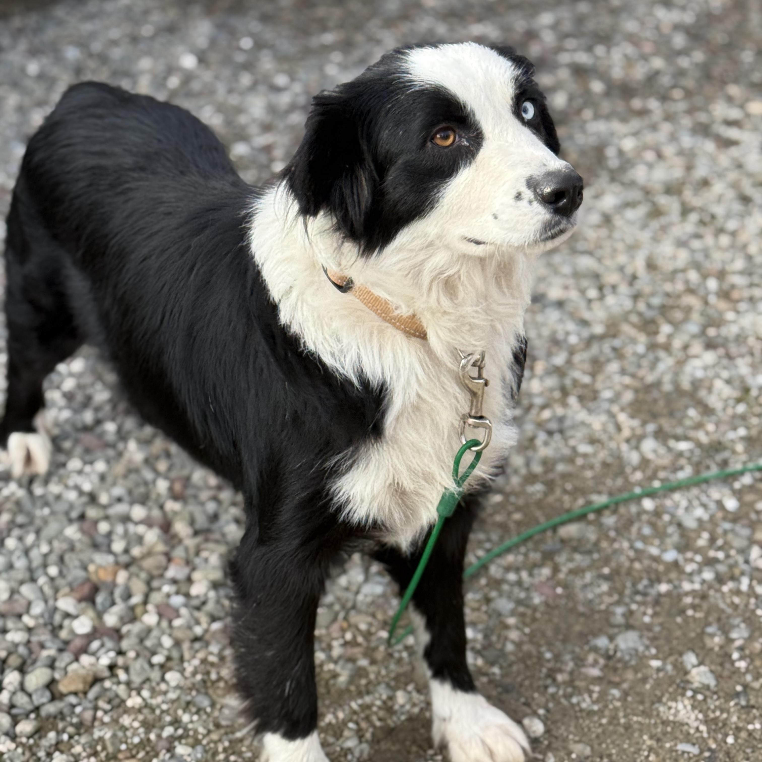 Enlarge Calypso, an adoptable mixed breed in modesto, CA image 4/6