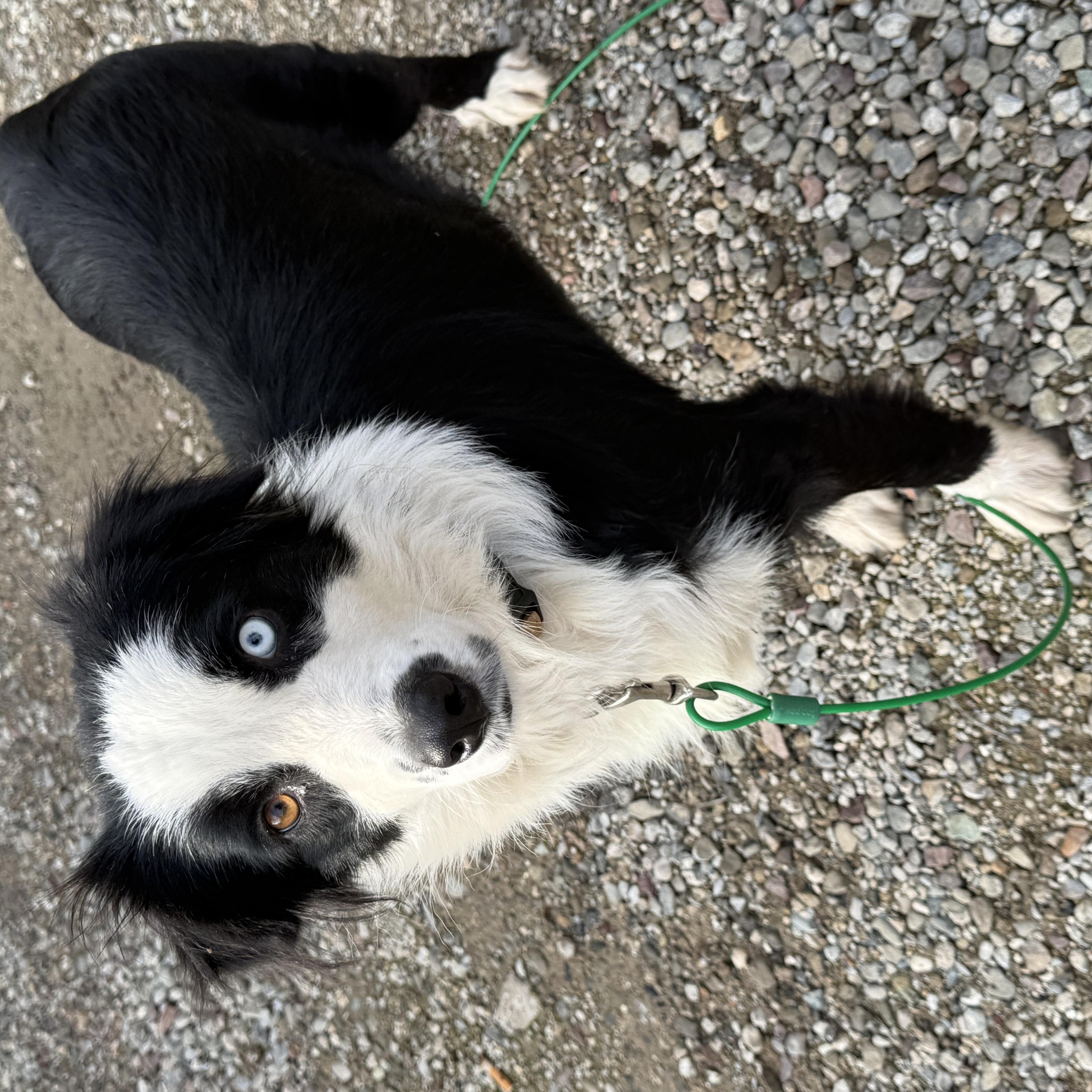 Enlarge Calypso, an adoptable mixed breed in modesto, CA image 5/6