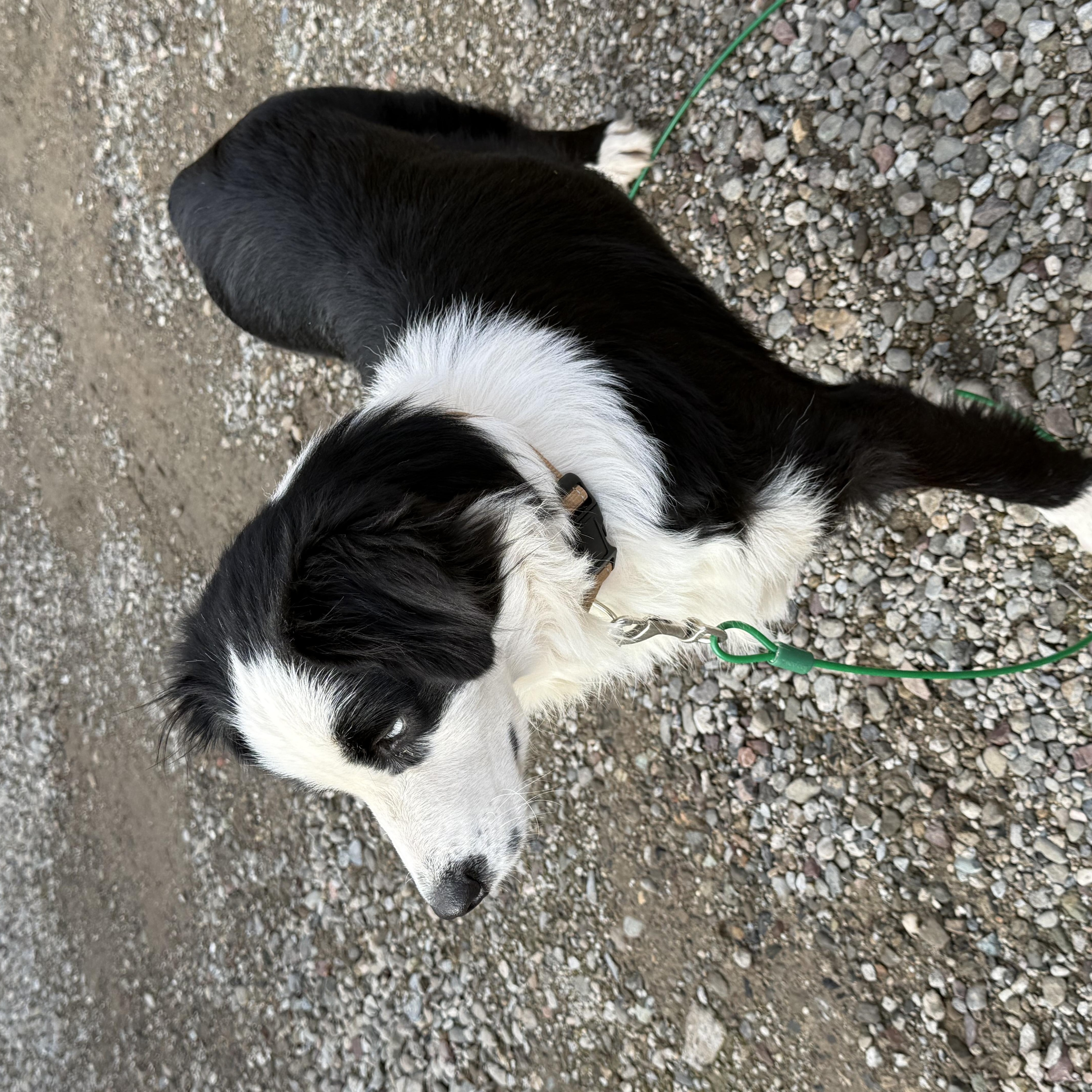 Enlarge Calypso, an adoptable mixed breed in modesto, CA image 2/6