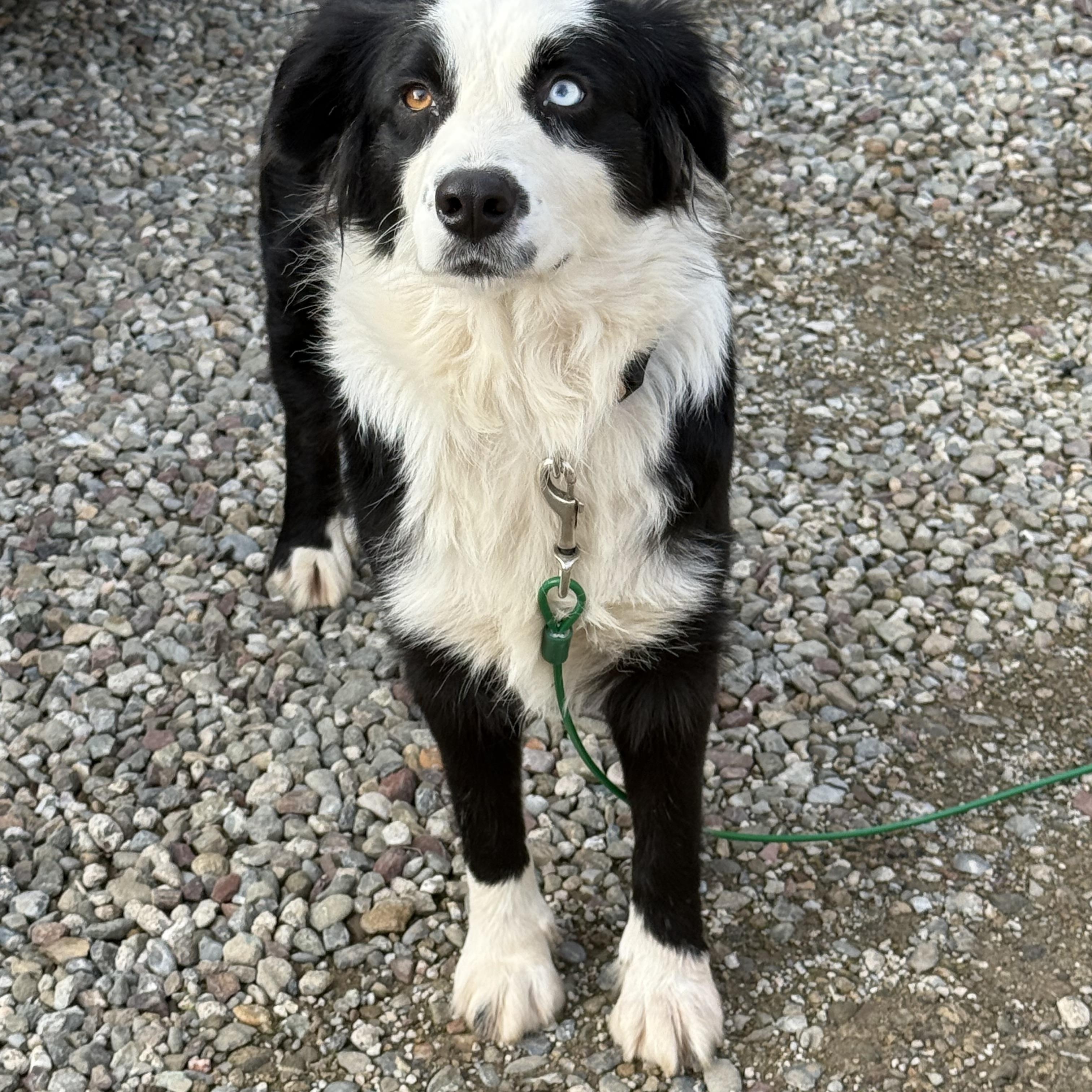 Enlarge Calypso, an adoptable mixed breed in modesto, CA image 6/6
