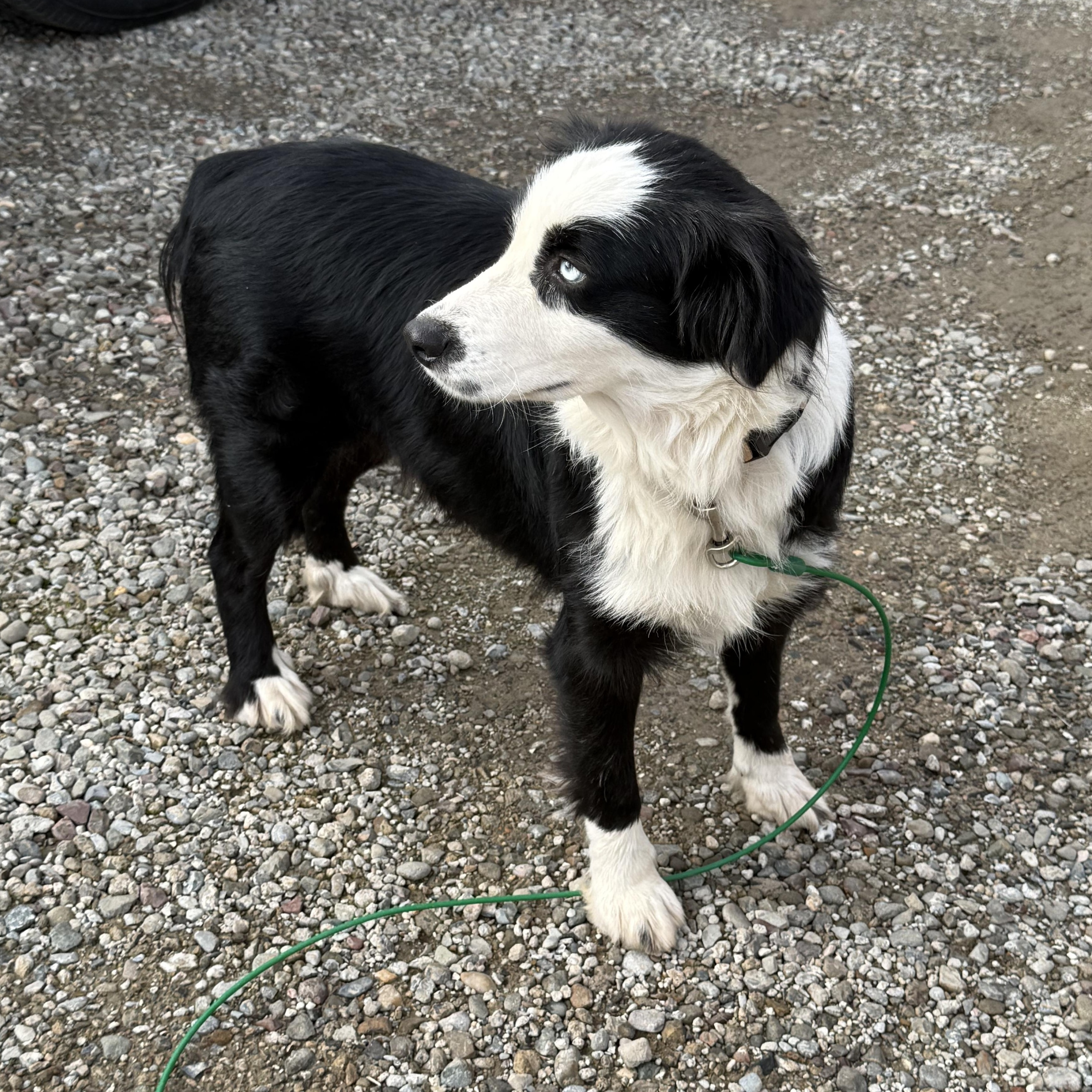 Enlarge Calypso, an adoptable mixed breed in modesto, CA image 3/6