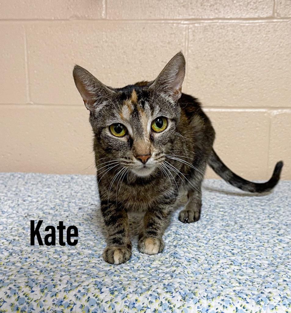 Kate, Adoptable, Adult Female Domestic Short Hair.