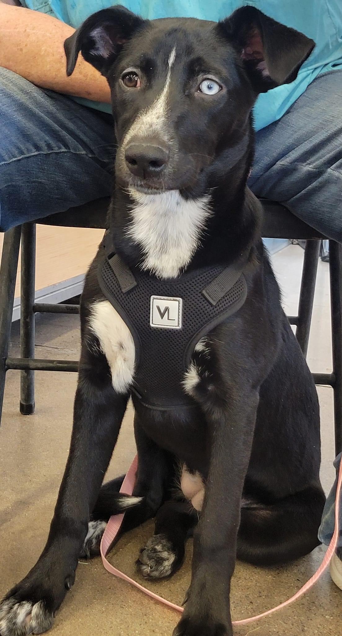 Oliver and cora, a Adoptable Border Collie in Tonopah, AZ image 1/6