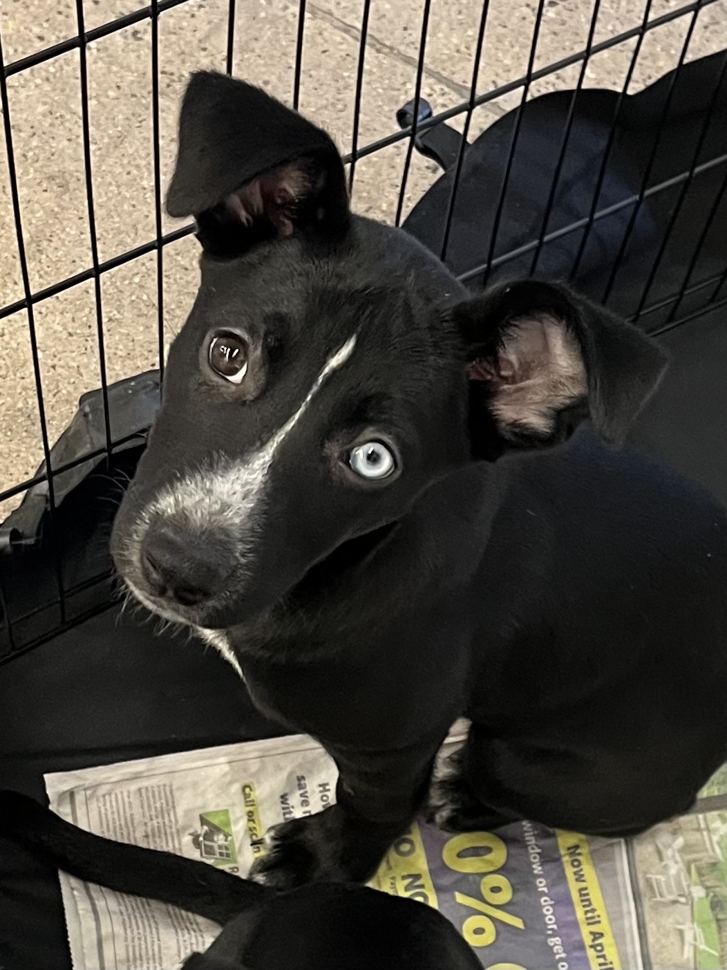 Oliver and cora, Adoptable, Puppy Female Border Collie.
