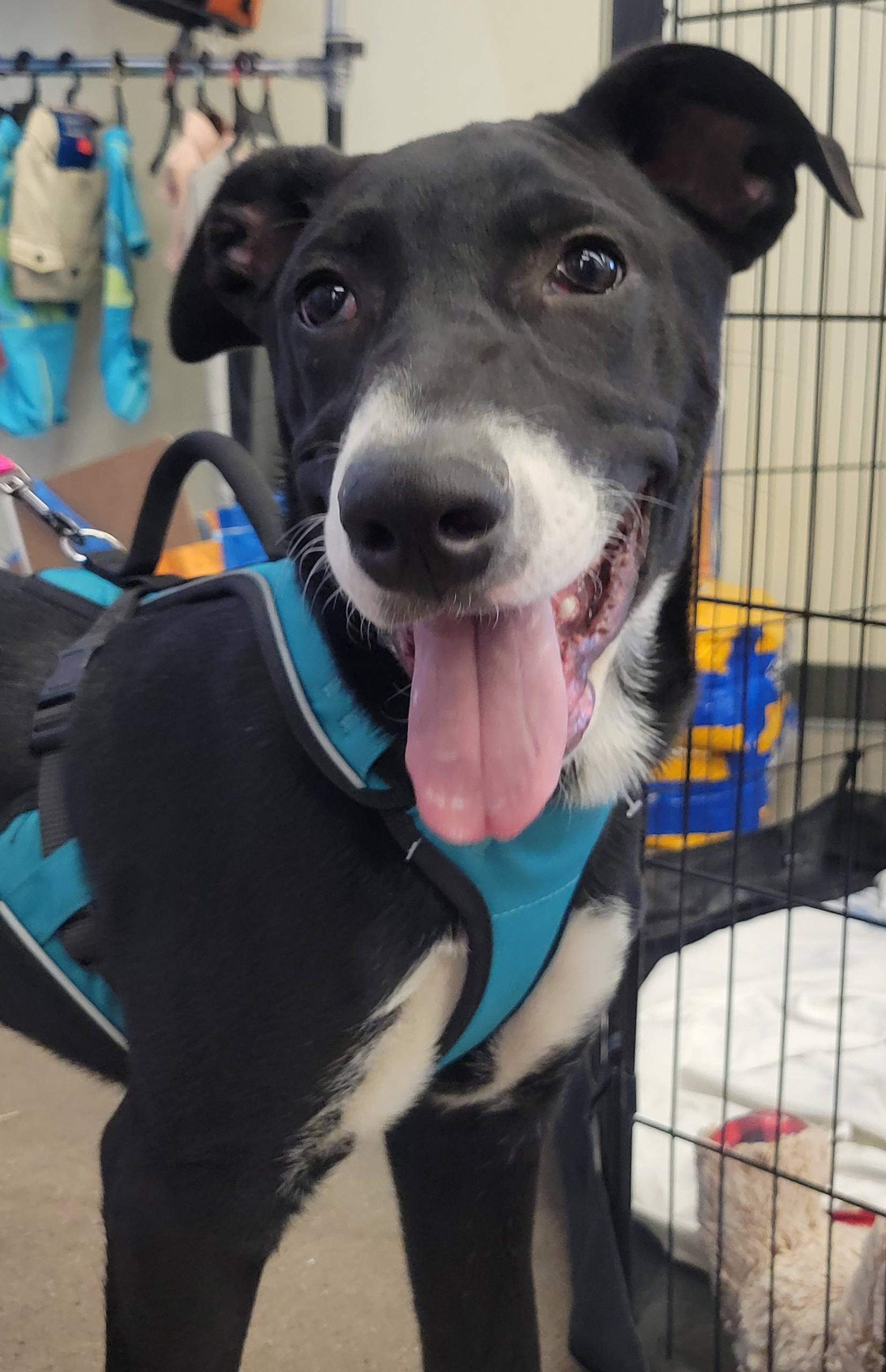 Oliver and cora, a Adoptable Border Collie in Tonopah, AZ image 3/6