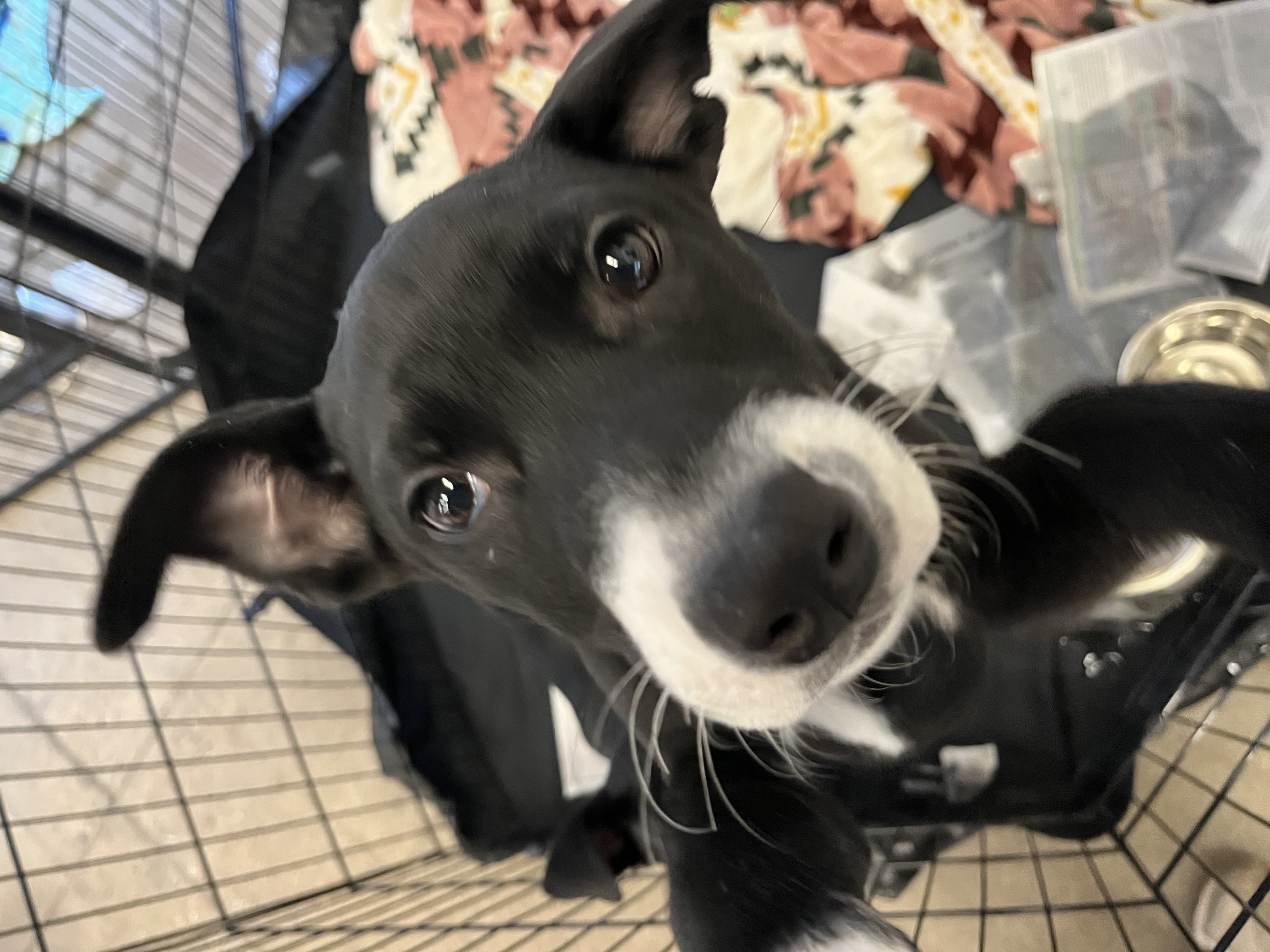 Oliver and cora, a Adoptable Border Collie in Tonopah, AZ image 4/6