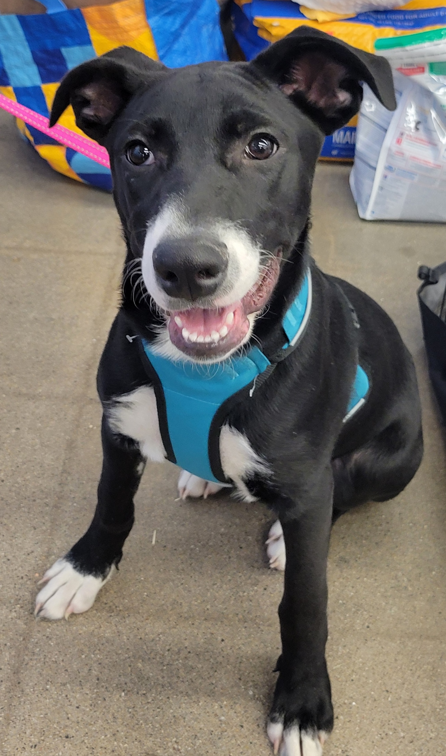 Oliver and cora, a Adoptable Border Collie in Tonopah, AZ image 5/6
