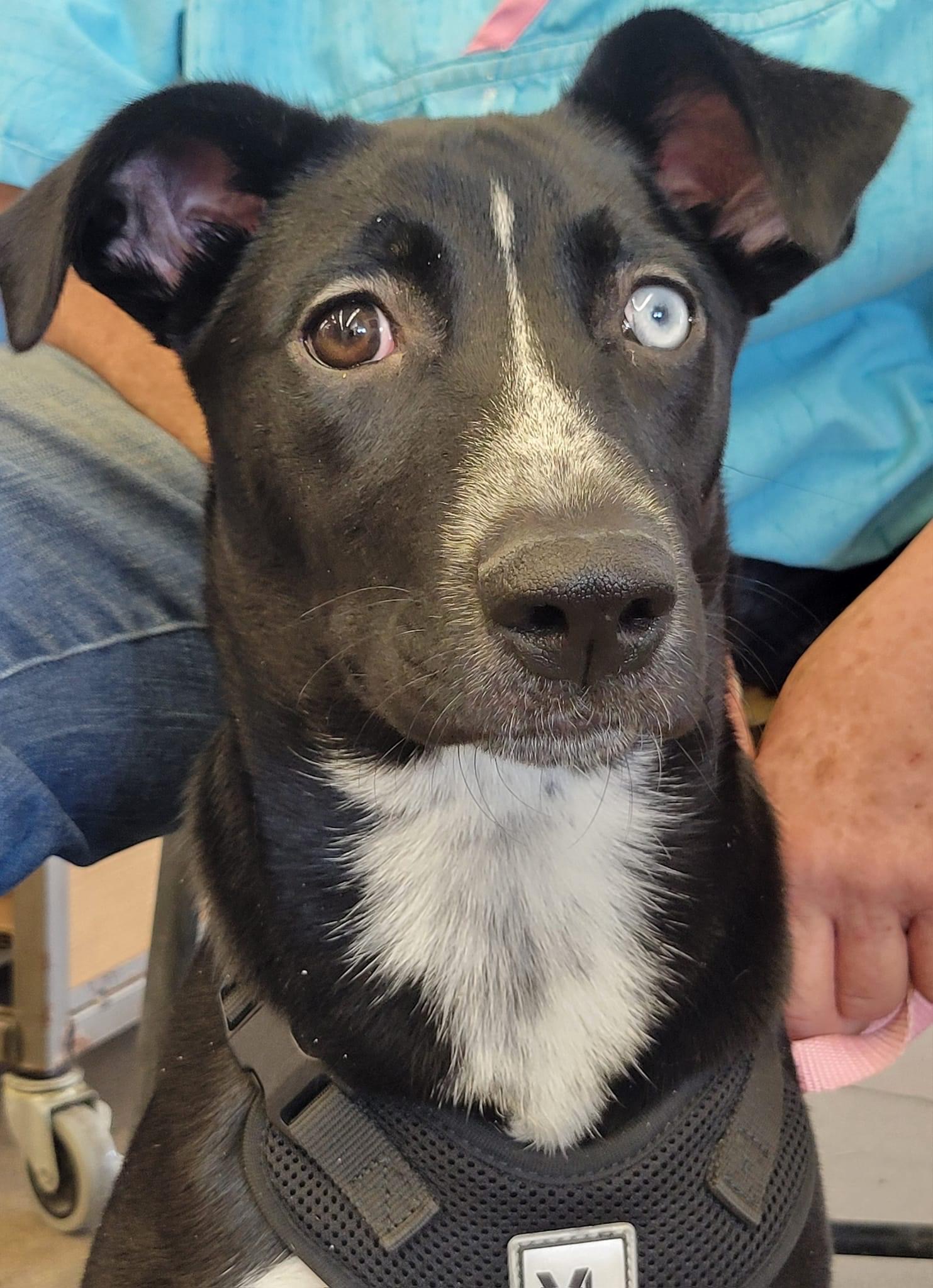 Oliver and cora, a Adoptable Border Collie in Tonopah, AZ image 6/6