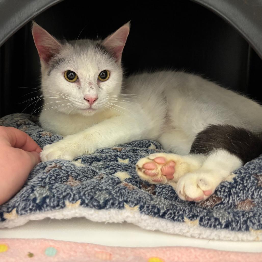 Tessa, Adoptable, Adult Female Domestic Short Hair.