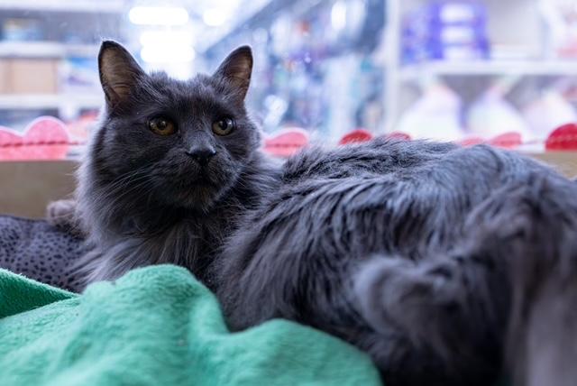 Brynn (and Doyle), Adoptable, Senior Female Domestic Long Hair.