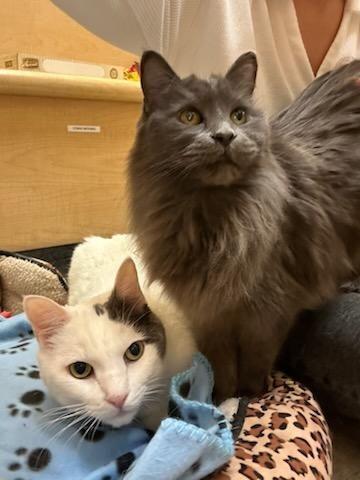 Enlarge Brynn (and Doyle), an adopted mixed breed in Albuquerque, NM image 3/6