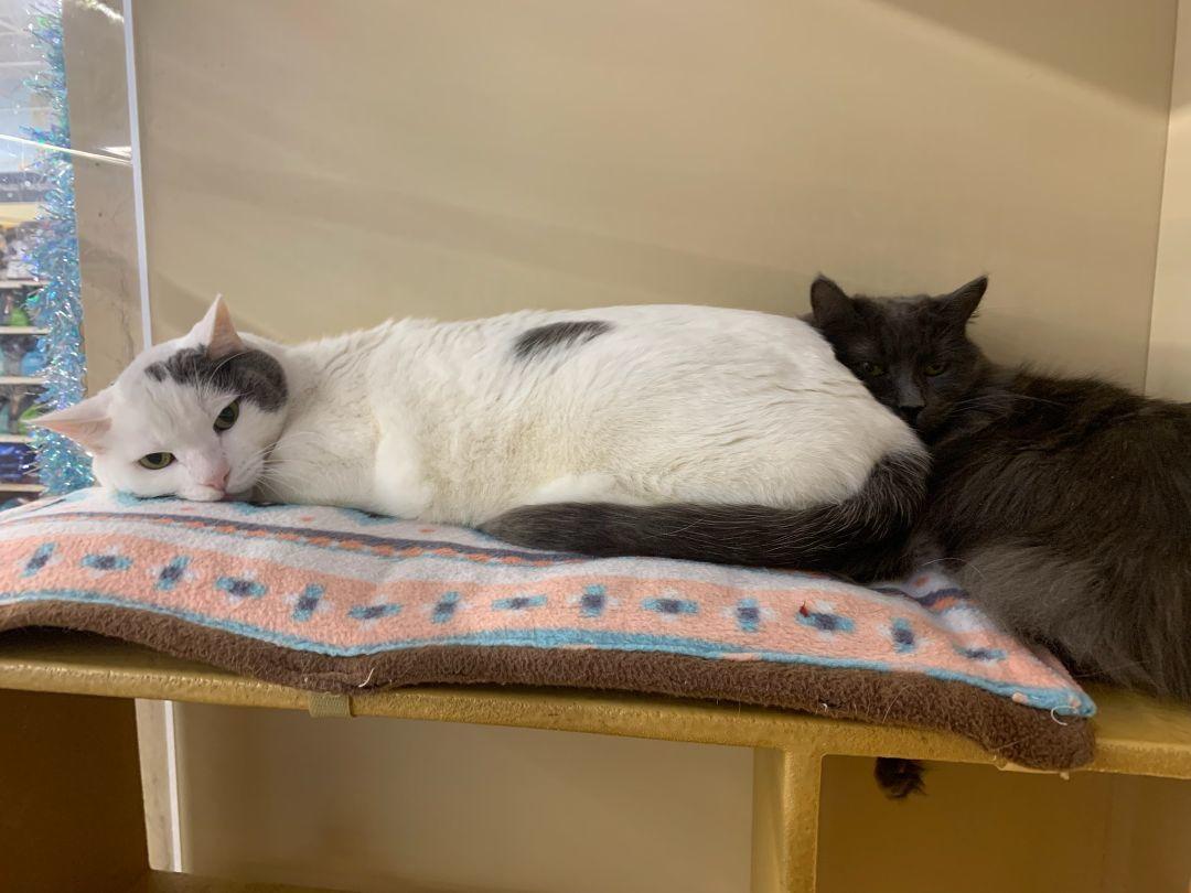 Enlarge Brynn (and Doyle), an adopted mixed breed in Albuquerque, NM image 4/6