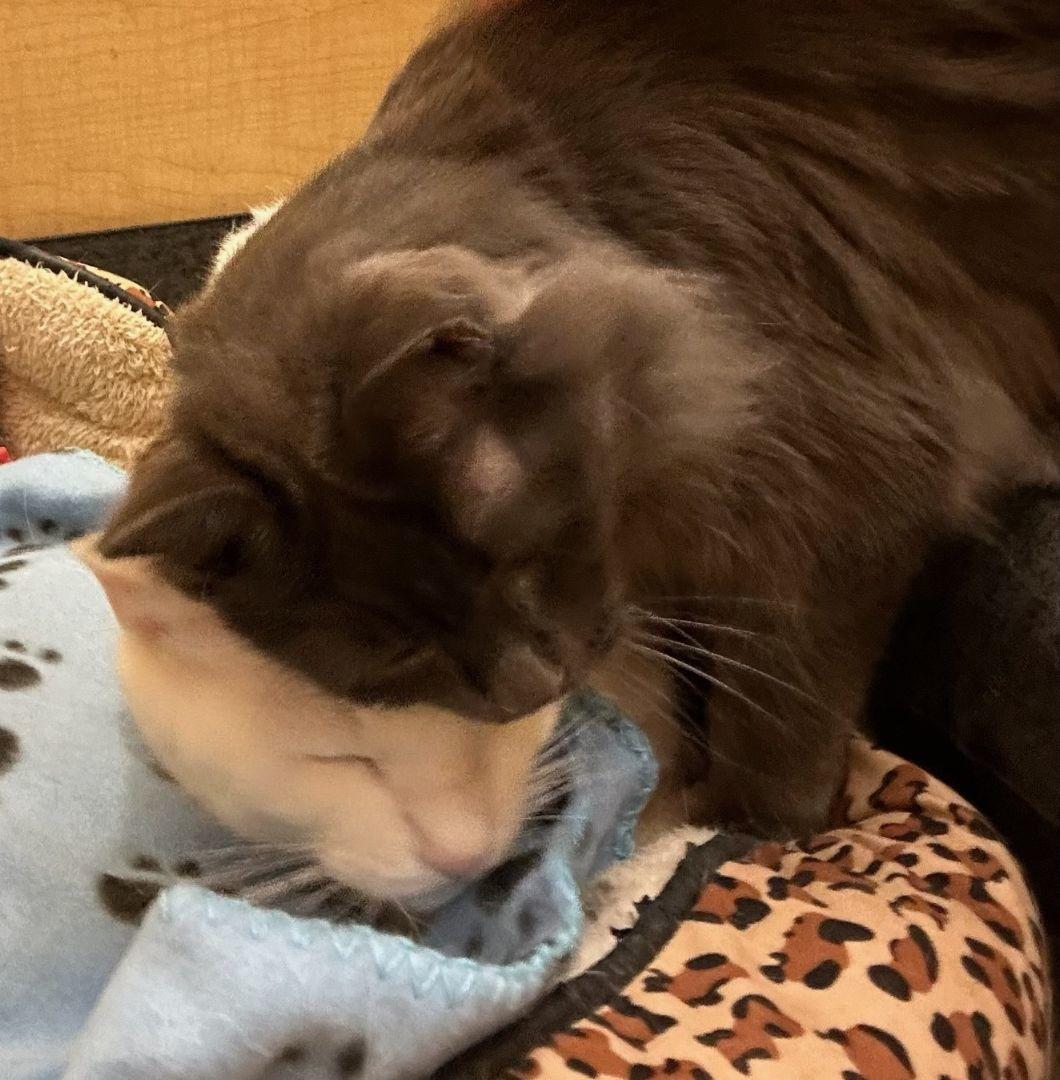 Enlarge Brynn (and Doyle), an adopted mixed breed in Albuquerque, NM image 6/6