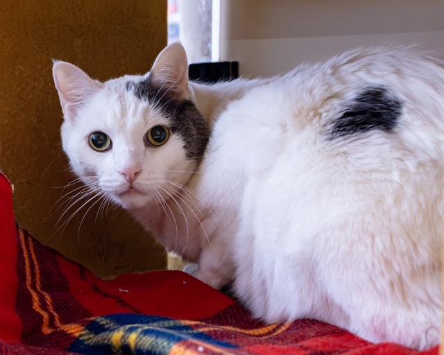 Enlarge Brynn (and Doyle), an adopted mixed breed in Albuquerque, NM image 2/6