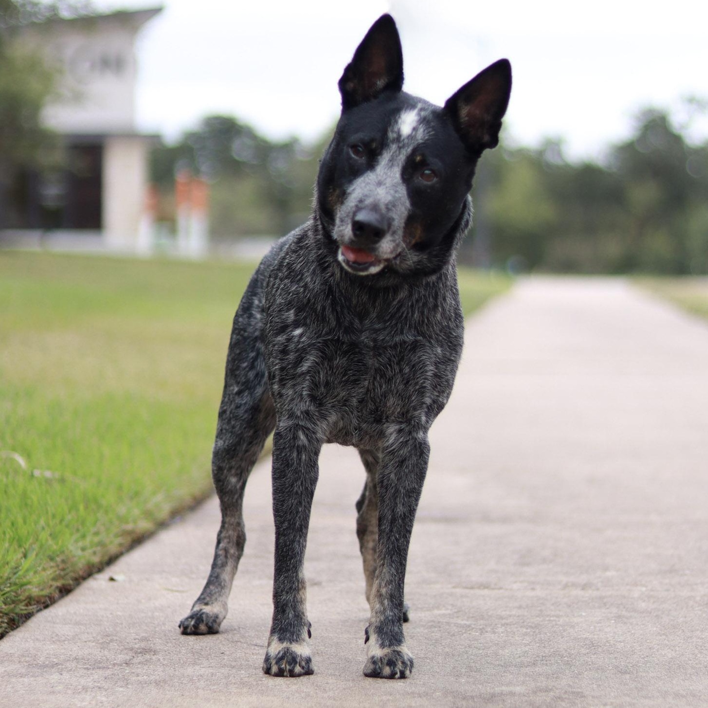 Enlarge Bleu, a Adoptable Australian Cattle Dog / Blue Heeler in Bryan, TX image 3/6