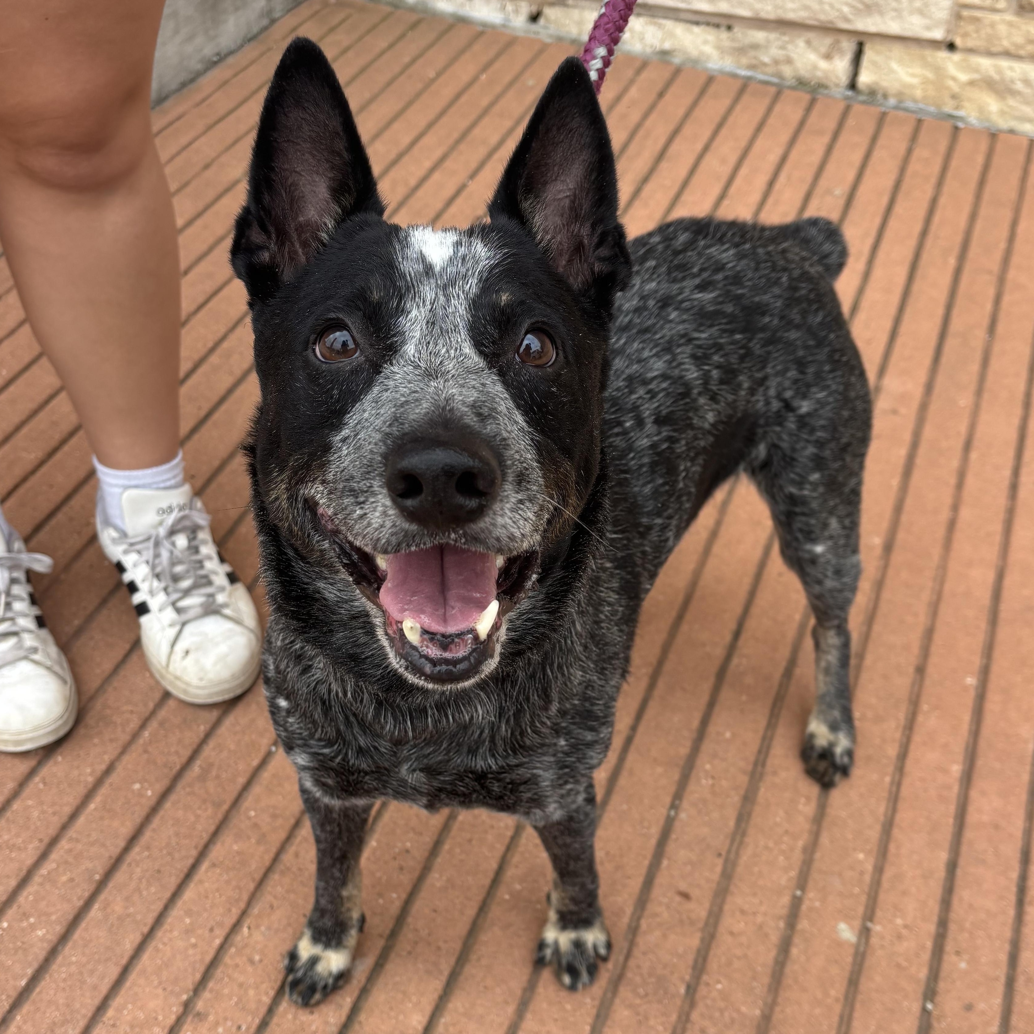 Enlarge Bleu, a Adoptable Australian Cattle Dog / Blue Heeler in Bryan, TX image 6/6
