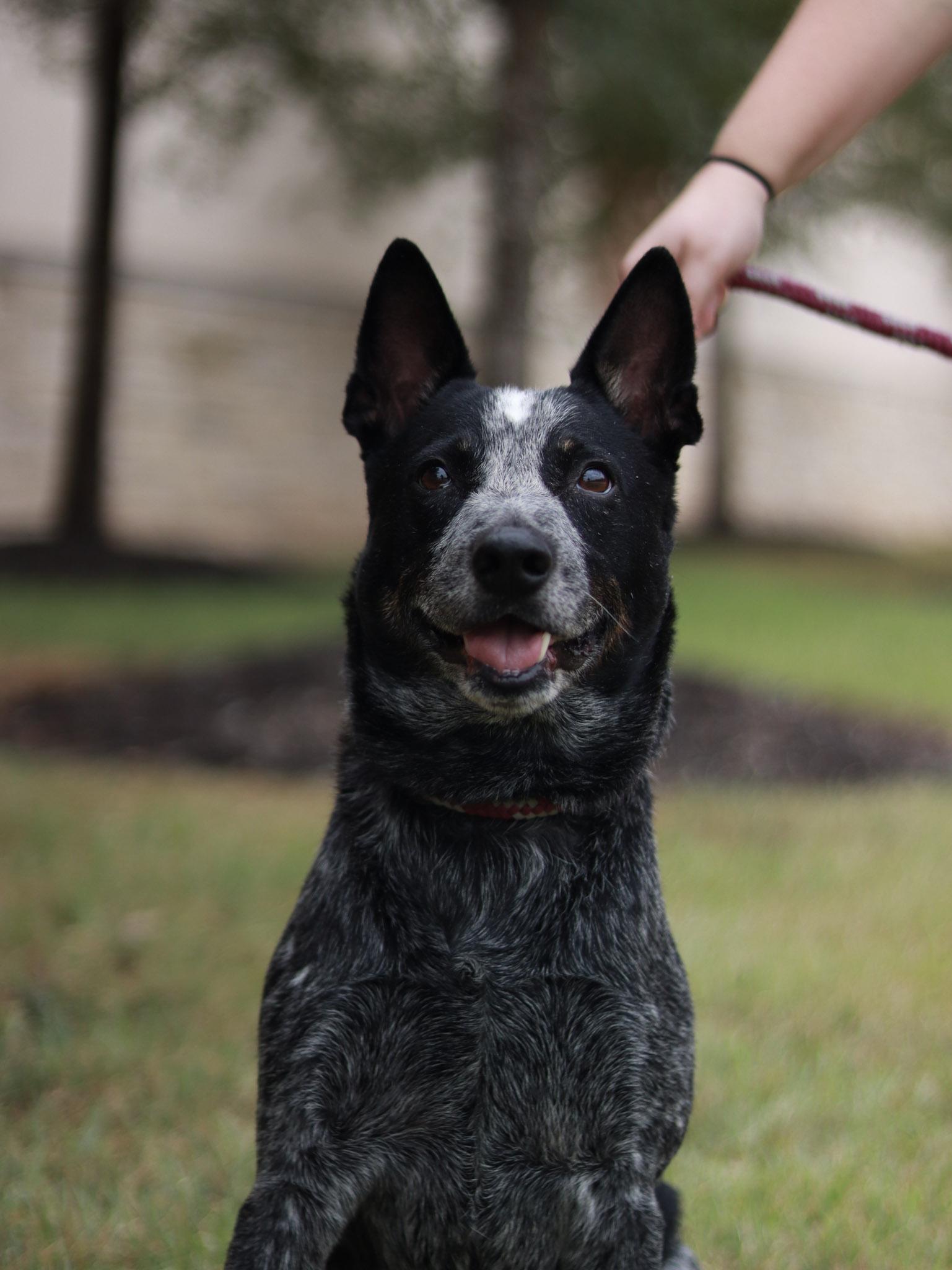 Enlarge Bleu, a Adoptable Australian Cattle Dog / Blue Heeler in Bryan, TX image 5/6