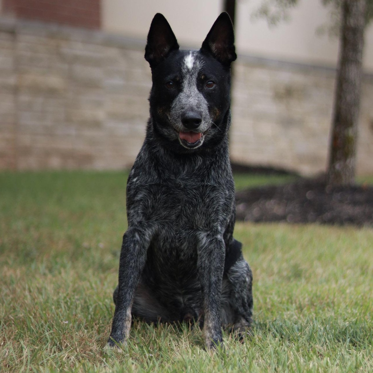 Enlarge Bleu, a Adoptable Australian Cattle Dog / Blue Heeler in Bryan, TX image 1/6