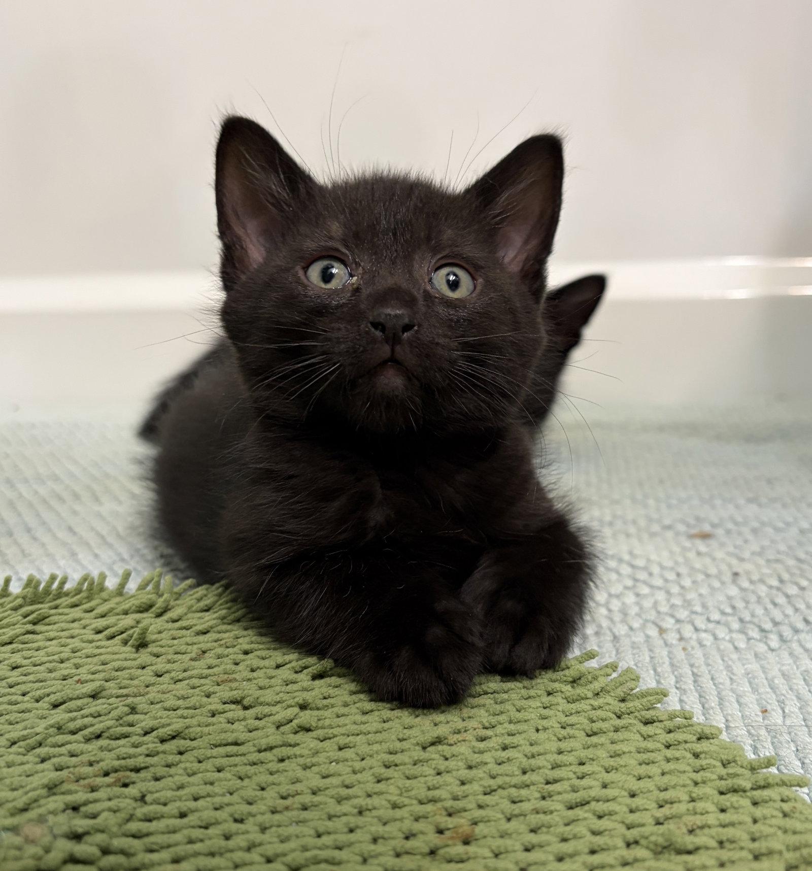 LARK, Adoptable, Kitten Female Domestic Short Hair.