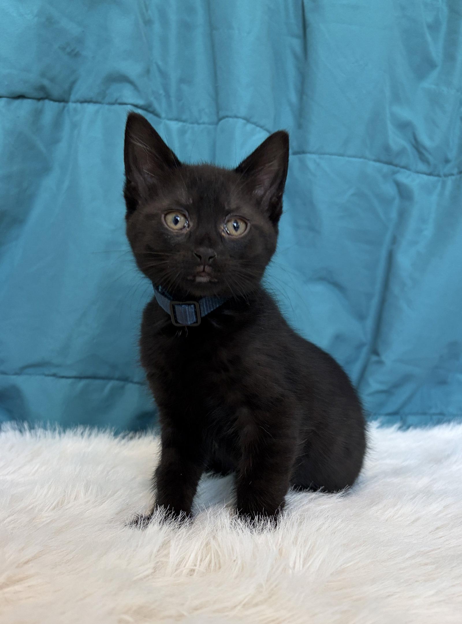 LARK, a Adoptable Domestic Short Hair in Elgin, IL image 2/2